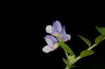 Louisiana vetch